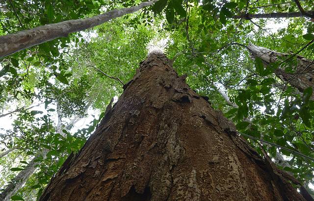 Refugio reúne árvores centenárias