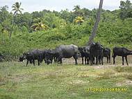 Passeio na Fazenda