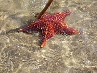 Estrela do Mar. Natureza preservada. 