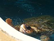 Tartaruga-marinha