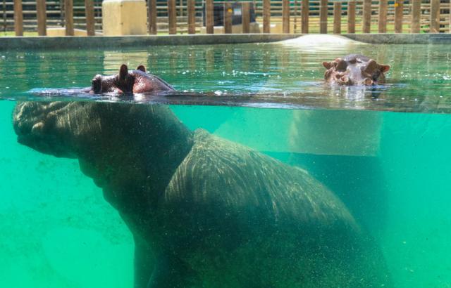 Hipopótamos se refrescam nas águas do rio