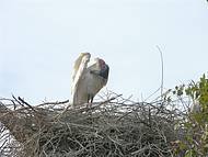 Uma das mais belas aves