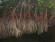 Em maré alta os corais grudam nas raízes das árvores do mague