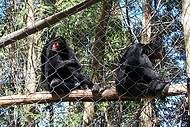 Macacos discutindo a relao