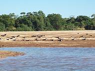 Andorinhas do rio Araguaia