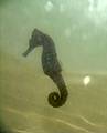 Cavalo-Marinho (foto subaquática)