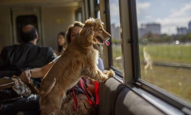 Pets ganham vago especial com janelas panormicas!