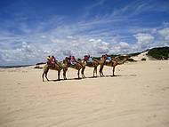 Camelos em Genipabu