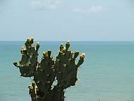 O verde do Mandacar e o verde do Mar... nas falsias de Morro Branco!