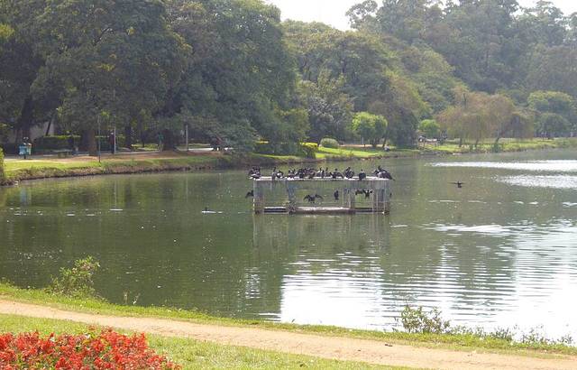 Lago com patos