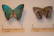 Borboletas e Mariposas raras fazem parte do acervo deste Museu.