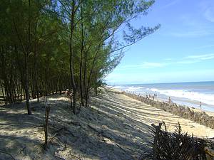 Guriri: Praia tem at um bosque!  - 