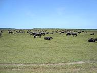 Fazenda de bfalos no caminho da praia
