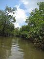 Rio Guajú e o seu manguezal