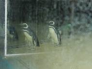 Pinguins