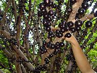 Fazendas de Jabuticaba. Voc paga a entrada e consome o quanto puder.