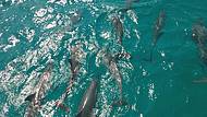 Lindos golfinhos amei