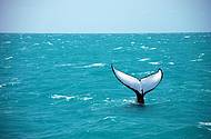 Observar as baleias jubarte