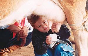 Direto da vaca: Crianças também participam da ordenha<br>