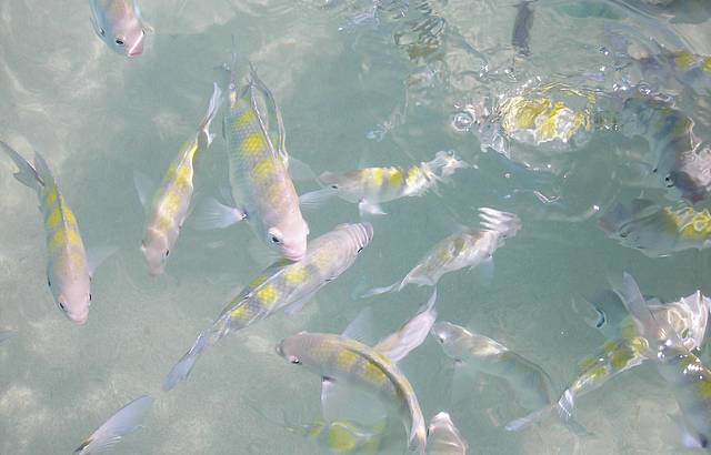 Peixinhos nas piscinas de Pajuara