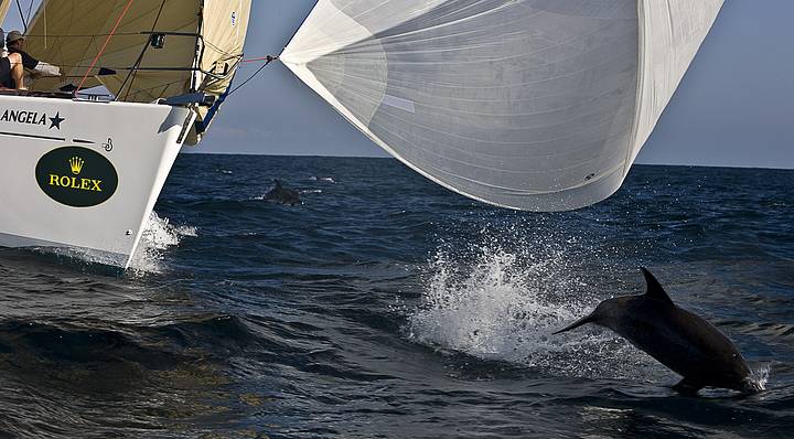 Golfinhos acompanham embarcaes e do show  parte