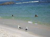 At o casal de gaivotas ama este lugar! guas claras e calmas.