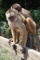 Interao com Macacos