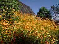 Flores no inicio da subida da pedra 350 degraus