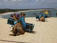 Camelos nas dunas e vista da praia.