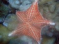 Estrela do mar, aproximadamente 4 metros de profundidade