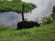 Capivara e seu Fiel Amiguinho