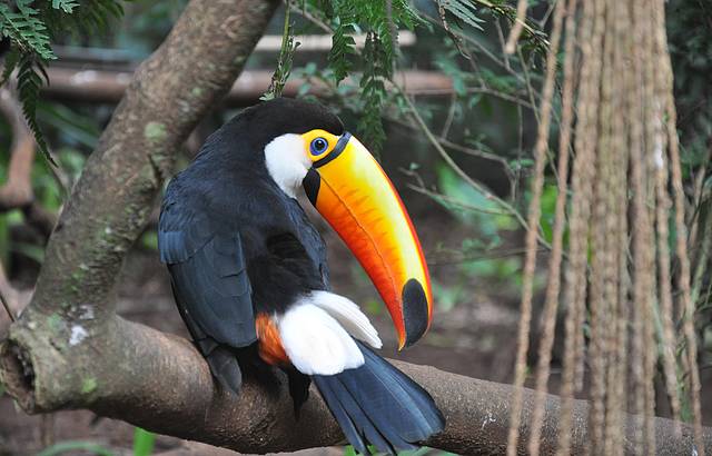 Um lindo tucano