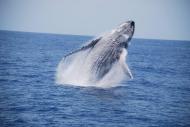 Observação de baleias jubarte