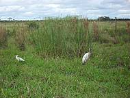 tuiui, o smbolo do Pantanal