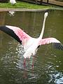 Flamingos Dando um Show para os Visitantantes