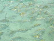 Peixinhos no Recife de Corais em Maragogi