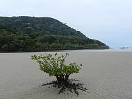 Praia de Guaratuba - mar baixa