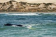 Baleias marcam presena em Ribanceira