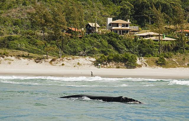 Baleias franca dão show na Praia do Rosa