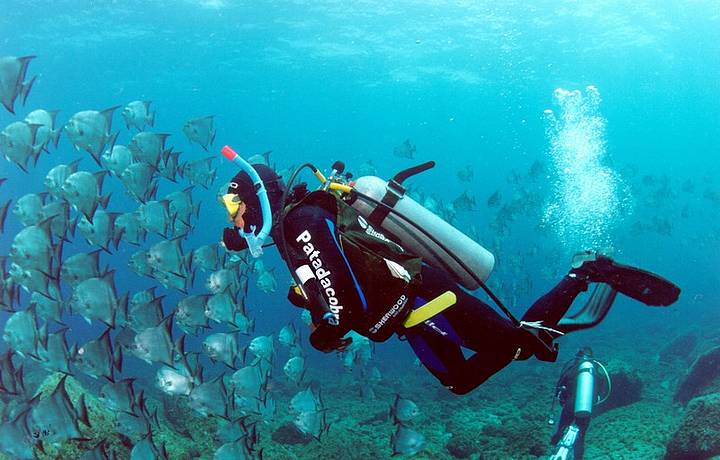 Rica vida marinha encanta mergulhadores profissionais e amadores