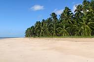 Coqueirais contornam toda a praia deserta