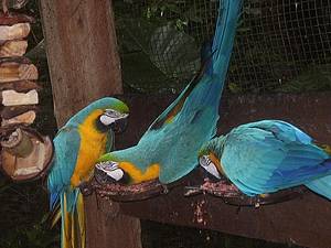 Parque das Aves: Cores e festa tomam conta do espao<br>