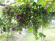 Parreiral com Uvas na Vinicula