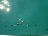 A Transparncia da Agua nos Deixa Ver os Peixes da Propria Escuna