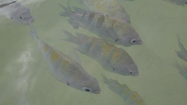 Peixinhos