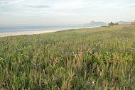 Vegetao nativa da praia de Itaipuau