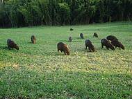 Parque das Naes,muitas Capivaras