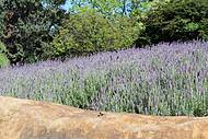 Le Jardin Parque de Lavanda