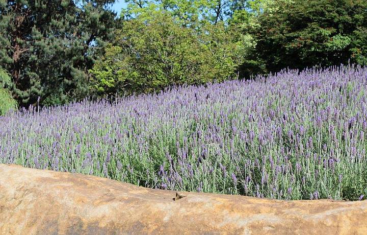 Plantaes de lavanda encantam os sentidos!