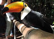 Tucano manso solto no parque das aves